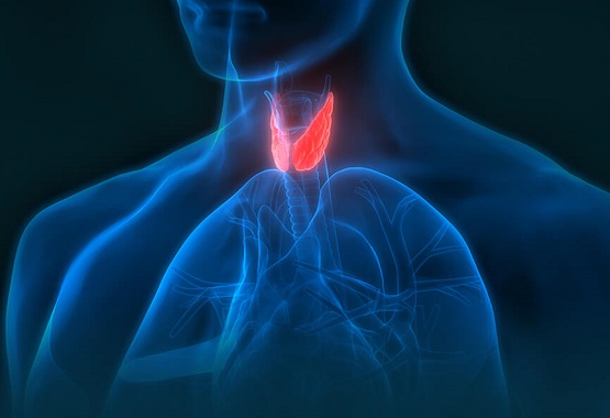 Endocrinology